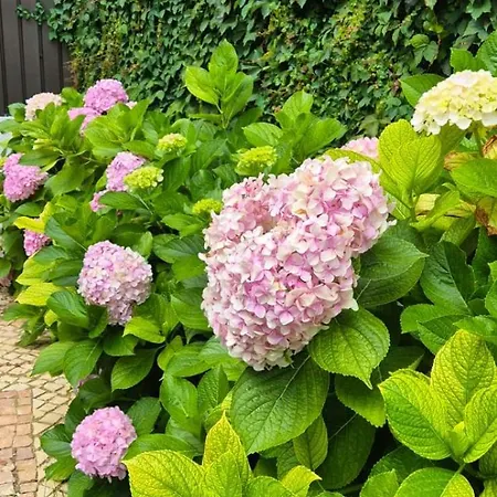 Alma Moura Residences Apartmán